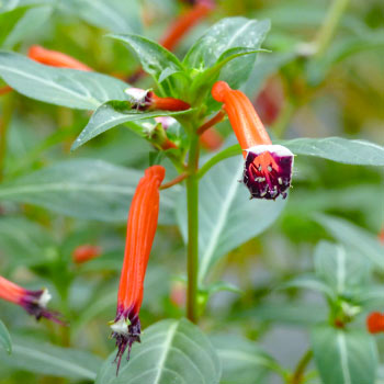 Куфея