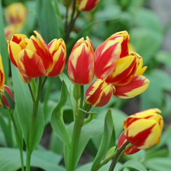 Лале многоцветно