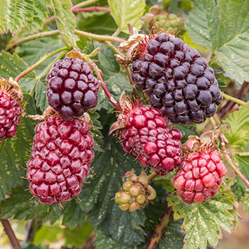 Малина храстовидна