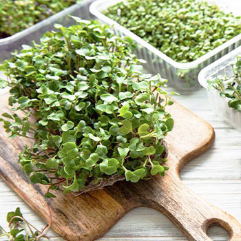 Microgreens