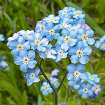 Незабравка