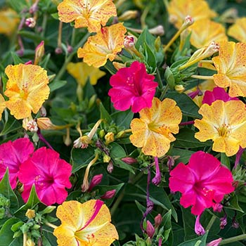 Нощна красавица