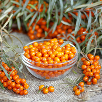 Ракитник (облепиха)