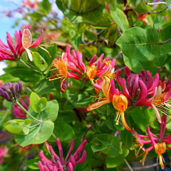 Орлови нокти