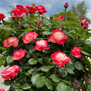 Рози чаен хибрид