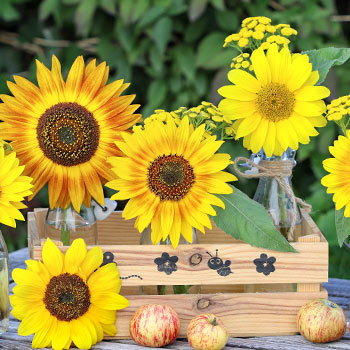 Слънчоглед