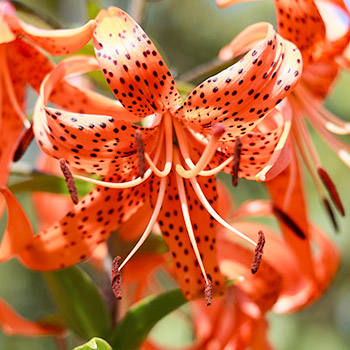 Тигров лилиум