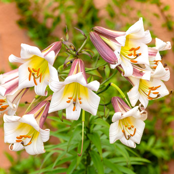 Тръбест лилиум