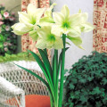 Амарилис Lemon Lime артикул фото 2 Амарилис Lemon Lime изображение 2 артикул 70327