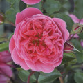 Роза флорибунда Raspberry ™, С3 артикул фото 1 Роза флорибунда Raspberry ™, С3 изображение 1 артикул 6178