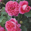 Роза флорибунда Raspberry ™, С3 артикул фото 2 Роза флорибунда Raspberry ™, С3 изображение 2 артикул 6178