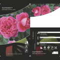 Роза флорибунда Raspberry ™, С3 артикул фото 3 Роза флорибунда Raspberry ™, С3 изображение 3 артикул 6178
