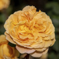 English Rose Golden Celebration®, C5 изображение 1 артикул 5503