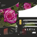 Роза катерлива Händel ®, C3 артикул фото 3 Роза катерлива Händel ®, C3 изображение 3 артикул 6179