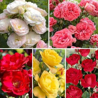 Супер предложения! Комплект от смесени цветни рози за букет, 5 разсада изображение 6