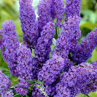 Летен люляк Papillon Bleu изображение 5