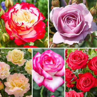 Супер предложения! Комплект едроцветни рози Perfume, 5 разсада изображение 6