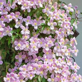 Клематис Elizabeth изображение 13