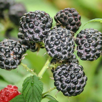 Малина черна изображение 16