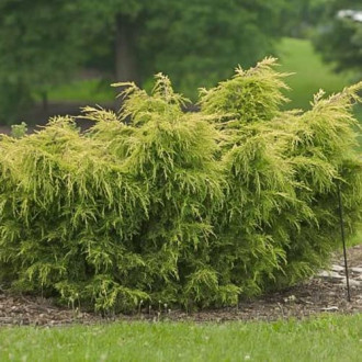 Хвойна Kuriwao Gold изображение 17