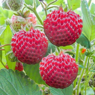Ягода малина Framberry изображение 4