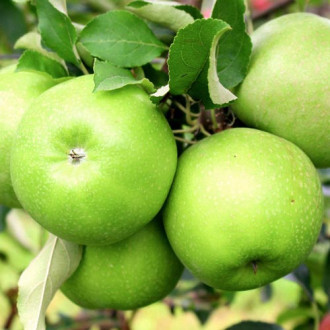 Ябълка Granny Smith изображение 4