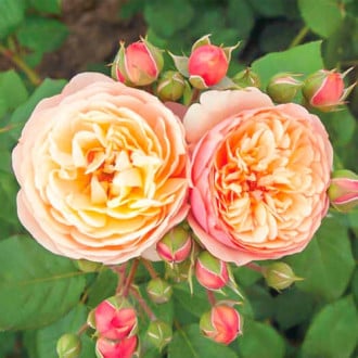 Роза флорибунда Citronchello изображение 4