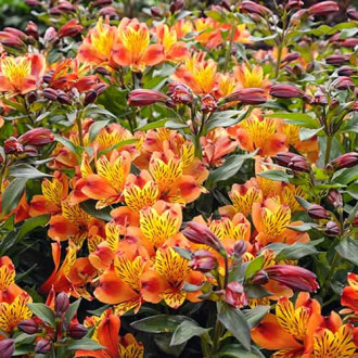Alstroemeria Indian Summer® Tesronto, С2 изображение 1