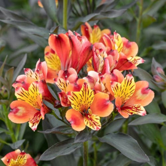 Alstroemeria Summer Breeze® Tessumbre, С2 изображение 3