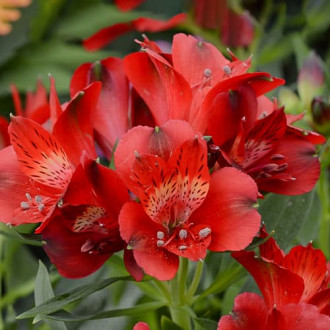 Alstroemeria Summer Pepper® Tessumpep, С2 изображение 4