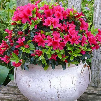 Азалия Pink изображение 4