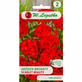 Брадат карамфил Scarlet Beauty Legutko изображение 2