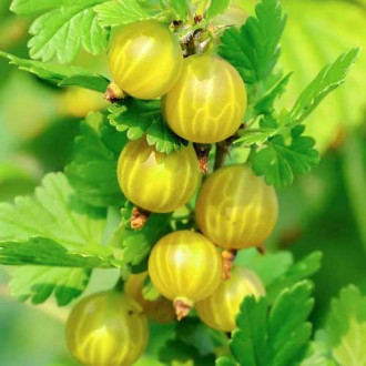 Цариградско грозде Hinnomaki Green изображение 2