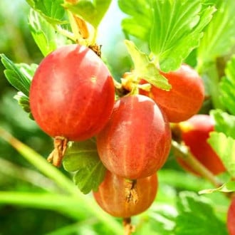 Цариградско грозде Hinnonmaki Red изображение 1