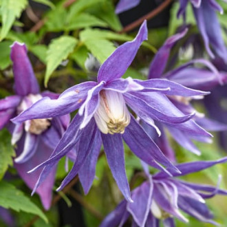 Clematis Blue Surprise, С2 изображение 6