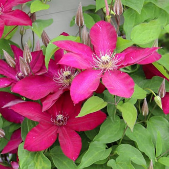 Clematis Expander, С2 изображение 1
