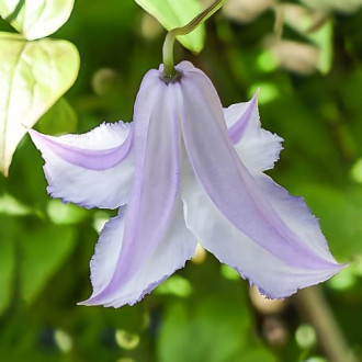 Clematis Fairy Slippers, С2 изображение 2