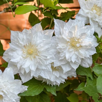 Clematis Isago, С2 изображение 2