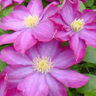Clematis Kakio Pink Champagne, С2 изображение 3
