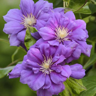 Clematis Krolowa Bona, С2 изображение 4