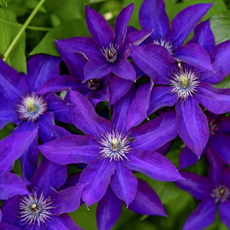 Clematis Lavender Beauty, С2 изображение 1