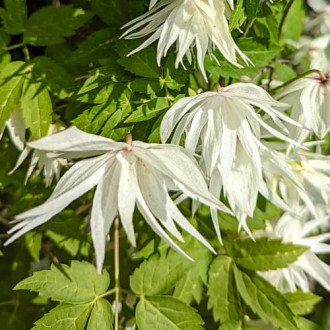 Clematis Lemon Dream, С2 изображение 2