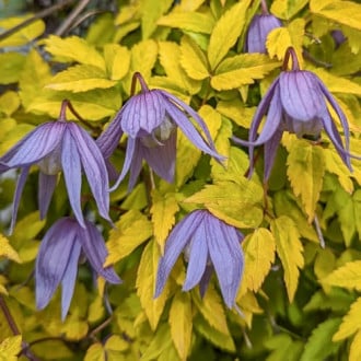 Clematis Luminous® Dusk, С2 изображение 3