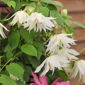 Clematis Luminous® Snow, С2 изображение 4