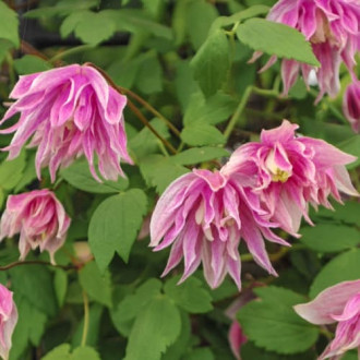 Clematis Pink Surprise, С2 изображение 6