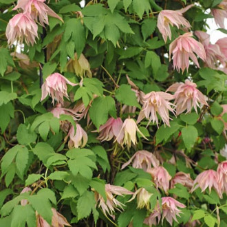 Clematis Pink Swing, С2 изображение 8