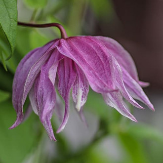 Clematis Purple Dream, С2 изображение 1