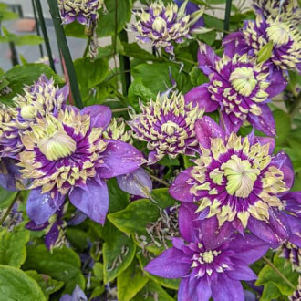 Clematis Taiga, С2 изображение 5