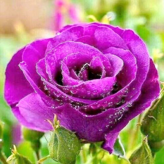 Роза чаен хибрид Purple mini изображение 1