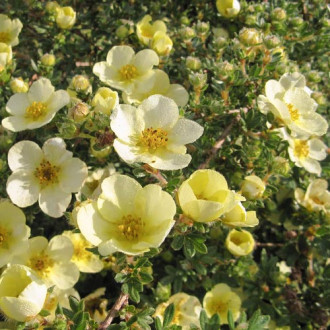 Очиболец храстовиден Primrose Beauty изображение 1
